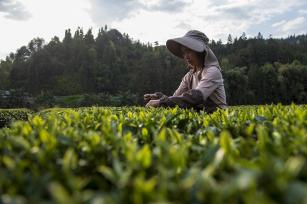 贵州从江：生态茶园陆续进入采摘期
