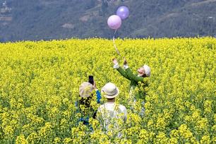 湖北恩施：油菜花竞相绽放连片金黄