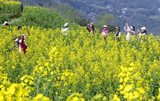 湖北恩施：油菜花竞相绽放连片金黄