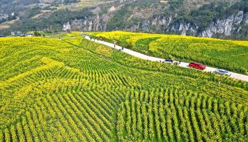 湖北恩施：油菜花竞相绽放连片金黄