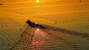 山东荣成：海上“春耕”映朝阳