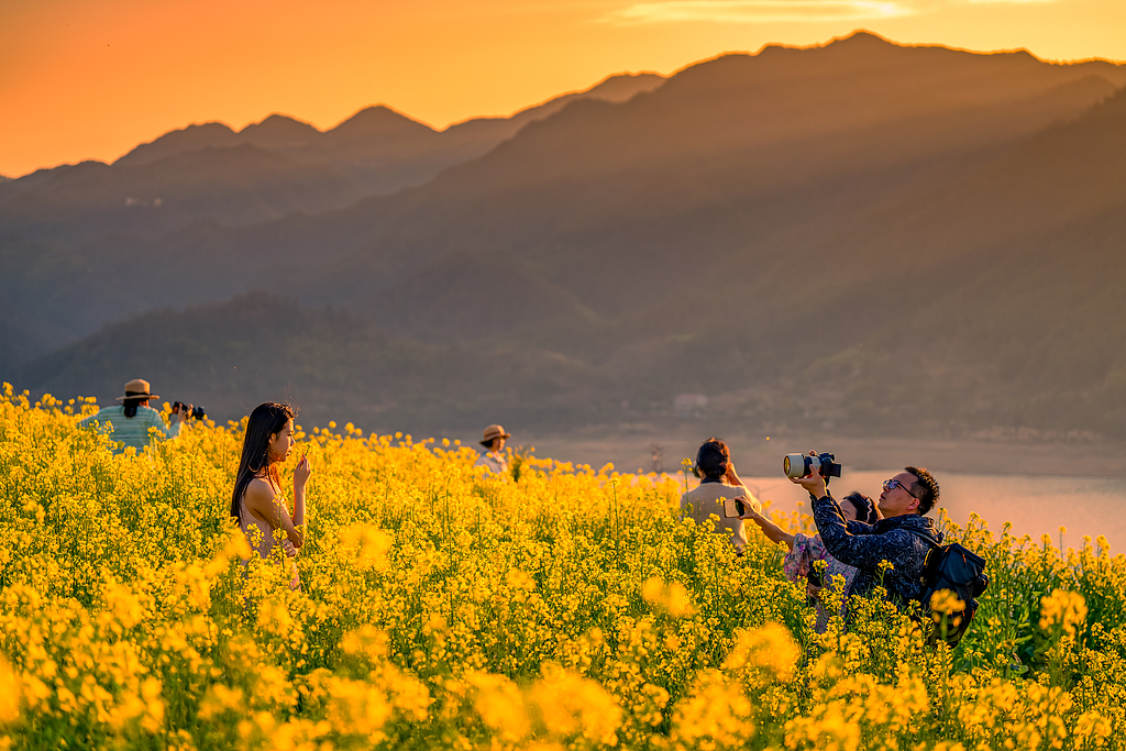 浙江绍兴：油菜花开吸引游客游览拍照