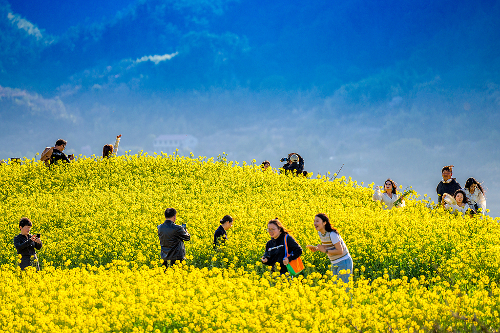 浙江绍兴：油菜花开吸引游客游览拍照