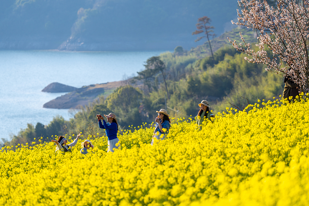 浙江绍兴：油菜花开吸引游客游览拍照