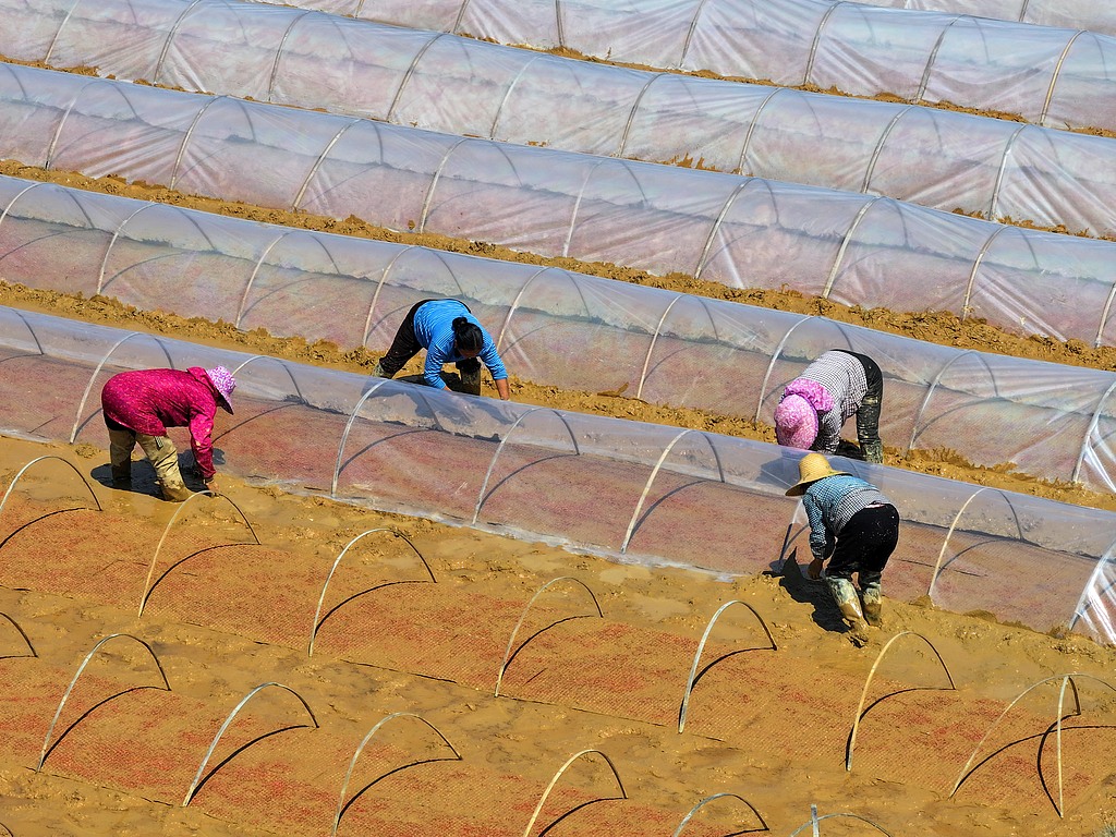 江西吉安：农民为早稻秧田覆盖薄膜