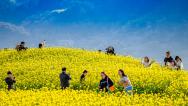 浙江绍兴：油菜花开吸引游客游览拍照