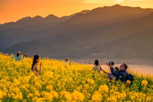 浙江绍兴：油菜花开吸引游客游览拍照