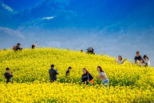 浙江绍兴：油菜花开吸引游客游览拍照