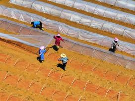 江西吉安：农民为早稻秧田覆盖薄膜