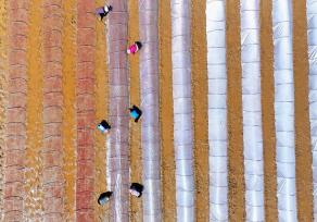 江西吉安：农民为早稻秧田覆盖薄膜