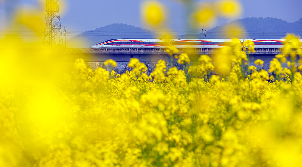 江西新余：高铁列车穿行于油菜花海中