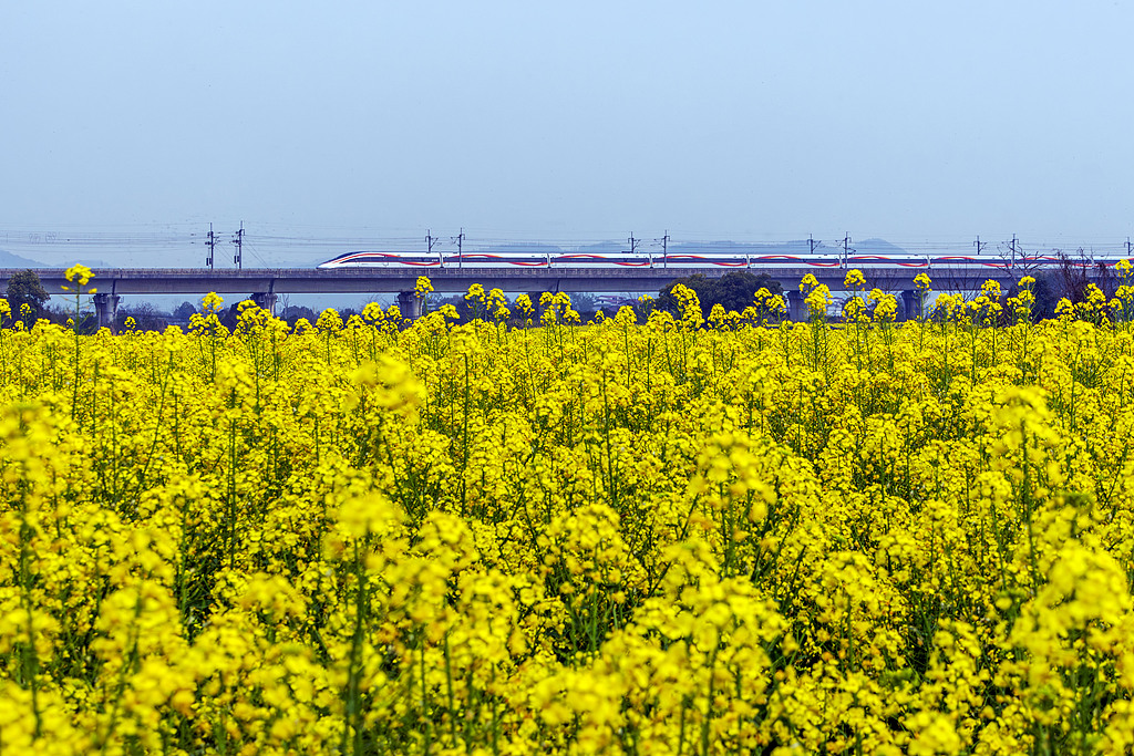 江西新余：高铁列车穿行于油菜花海中
