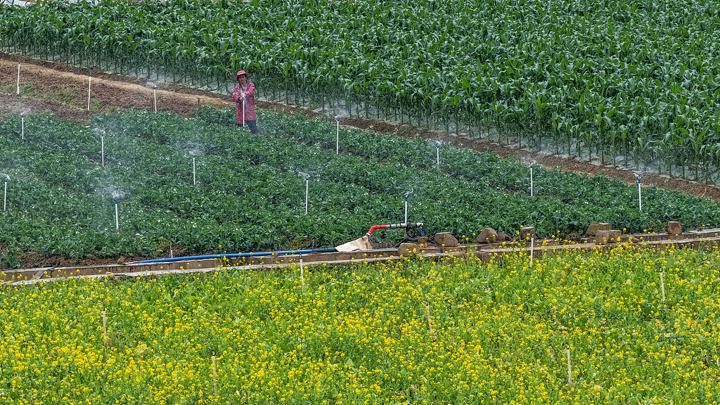 广西南宁：农民在田间进行春管劳作