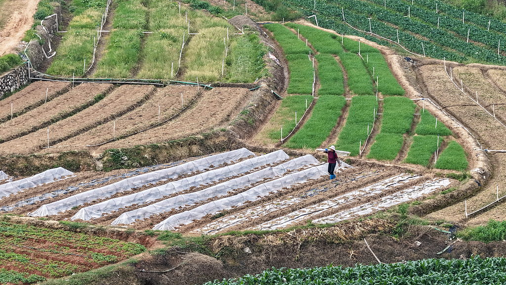 广西南宁：农民在田间进行春管劳作