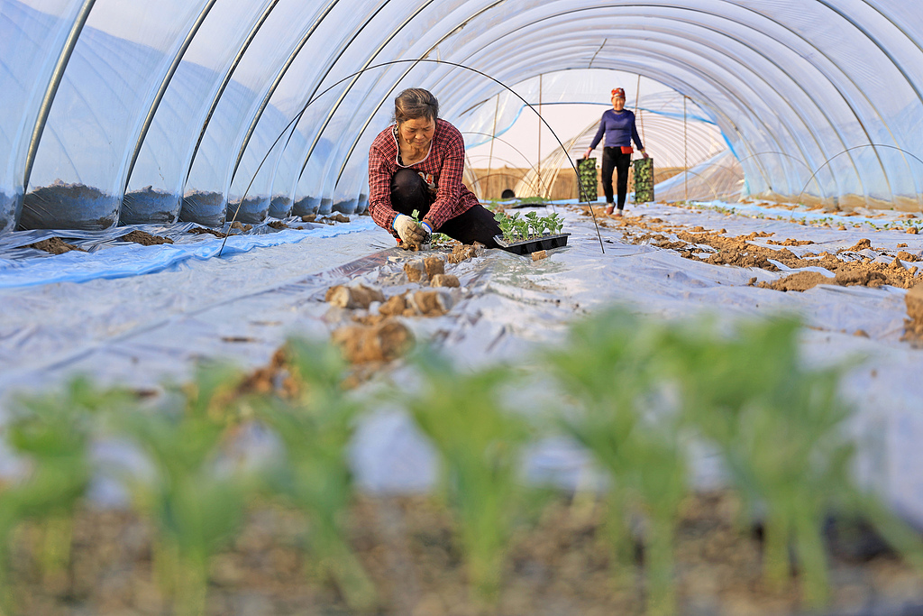 安徽安庆：农户抢抓农时栽种西瓜苗