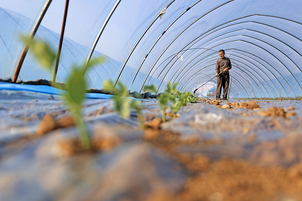 安徽安庆：农户抢抓农时栽种西瓜苗