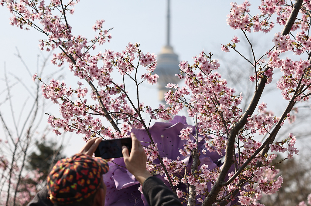 北京玉渊潭公园早樱绽放引游人