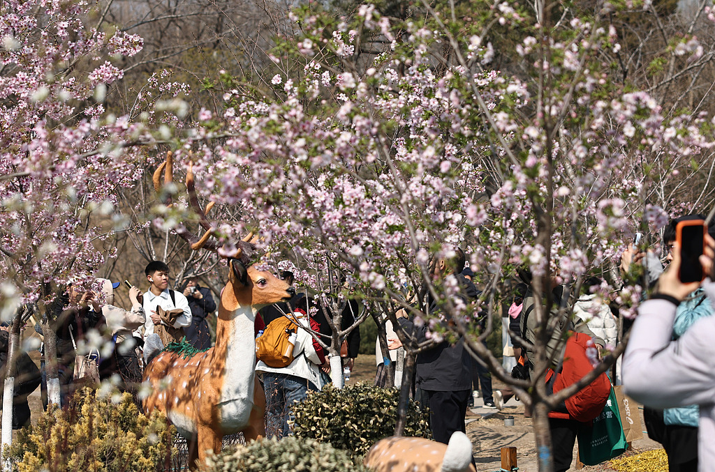 北京玉渊潭公园早樱绽放引游人