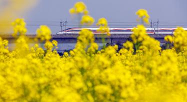 江西新余：高铁列车穿行于油菜花海中