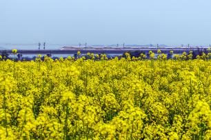 江西新余：高铁列车穿行于油菜花海中