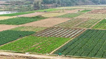 广西南宁：农民在田间进行春管劳作