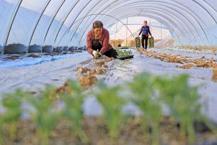 安徽安庆：农户抢抓农时栽种西瓜苗