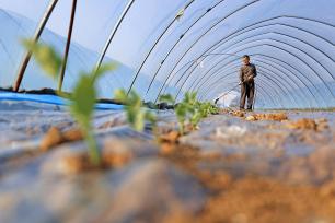 安徽安庆：农户抢抓农时栽种西瓜苗