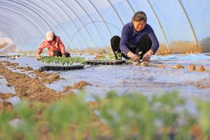 安徽安庆：农户抢抓农时栽种西瓜苗