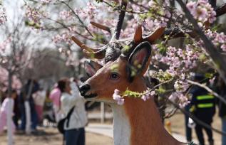 北京玉渊潭公园早樱绽放引游人