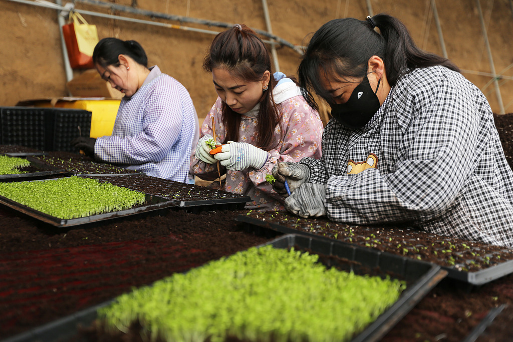 甘肃定西：工作人员育苗备耕