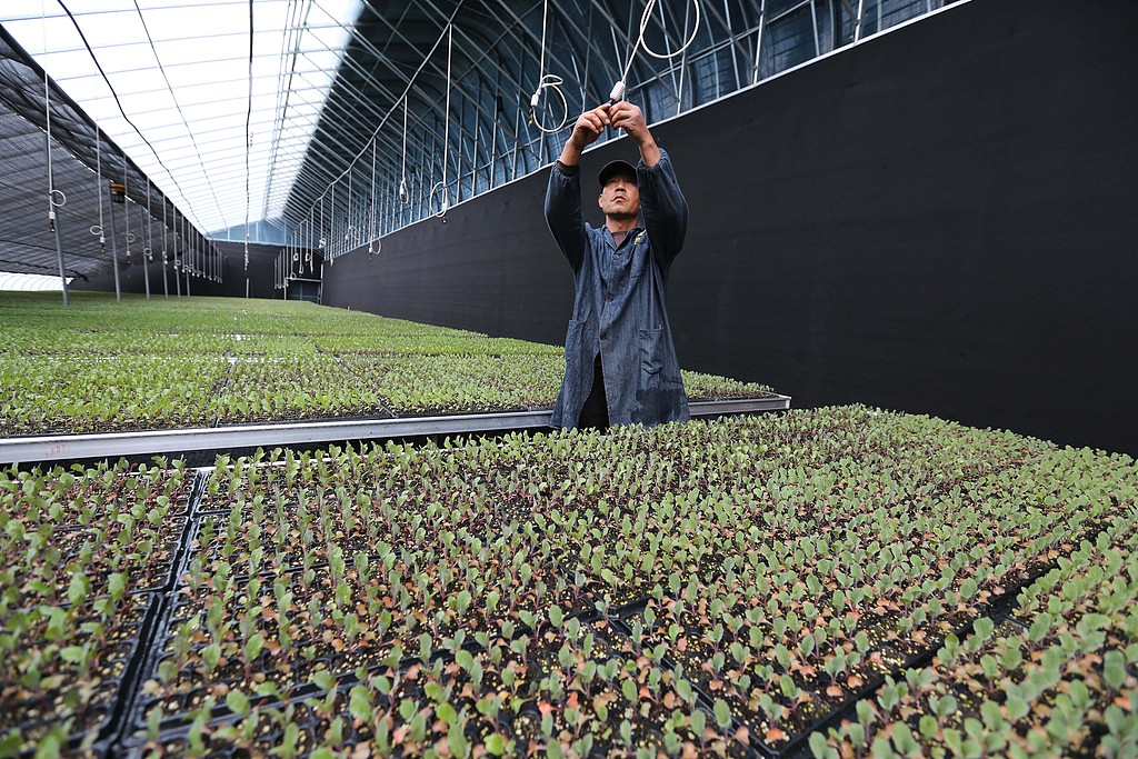 甘肃定西：工作人员育苗备耕