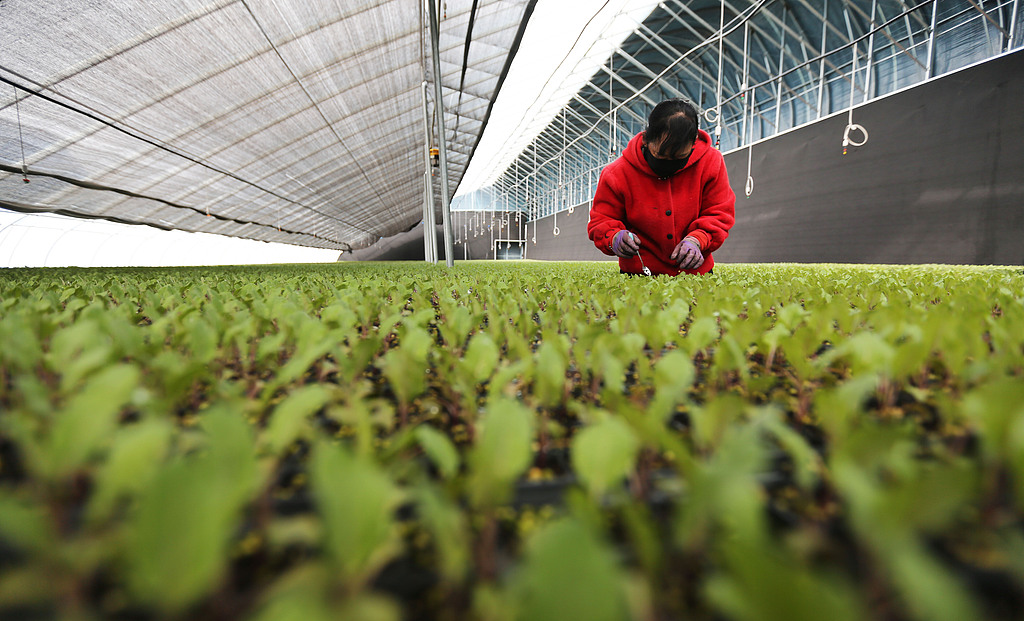 甘肃定西：工作人员育苗备耕