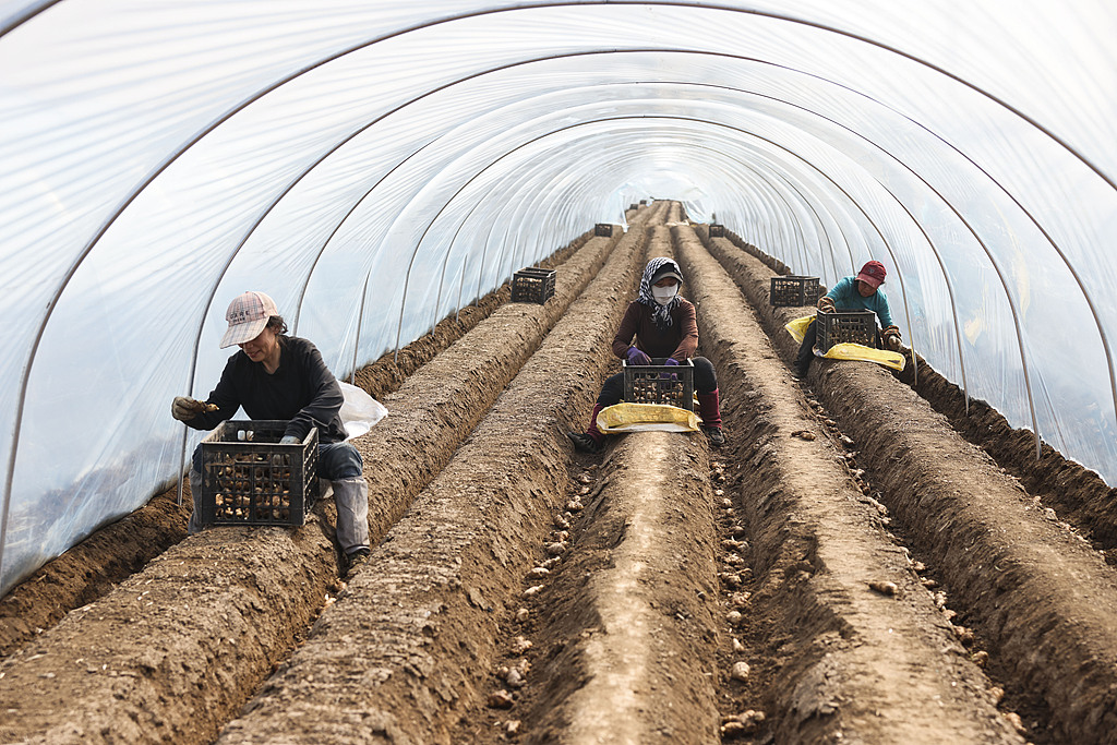 山东东营：当地农民在田间栽种生姜