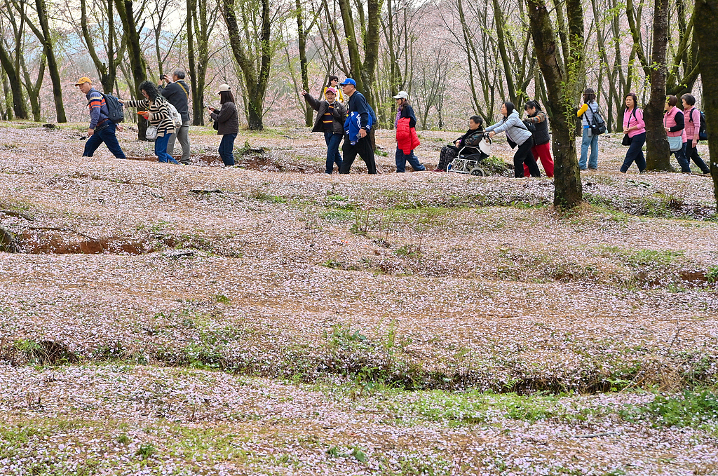 贵州贵安：花海映春光 70万株樱花竞相绽放‌