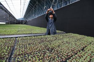 甘肃定西：工作人员育苗备耕