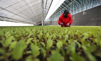 甘肃定西：工作人员育苗备耕