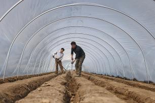 山东东营：当地农民在田间栽种生姜
