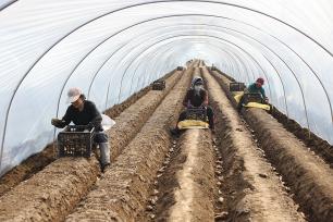 山东东营：当地农民在田间栽种生姜