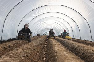 山东东营：当地农民在田间栽种生姜