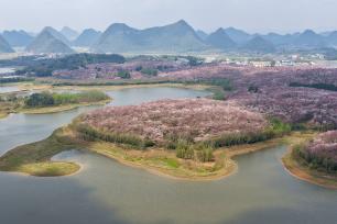 贵州贵安：花海映春光 70万株樱花竞相绽放‌