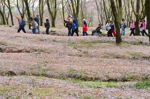 贵州贵安：花海映春光 70万株樱花竞相绽放‌