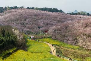 贵州贵安：花海映春光 70万株樱花竞相绽放‌