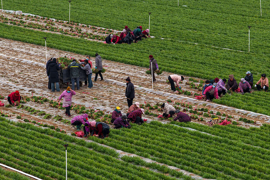 山东聊城：菜农们采收韭菜
