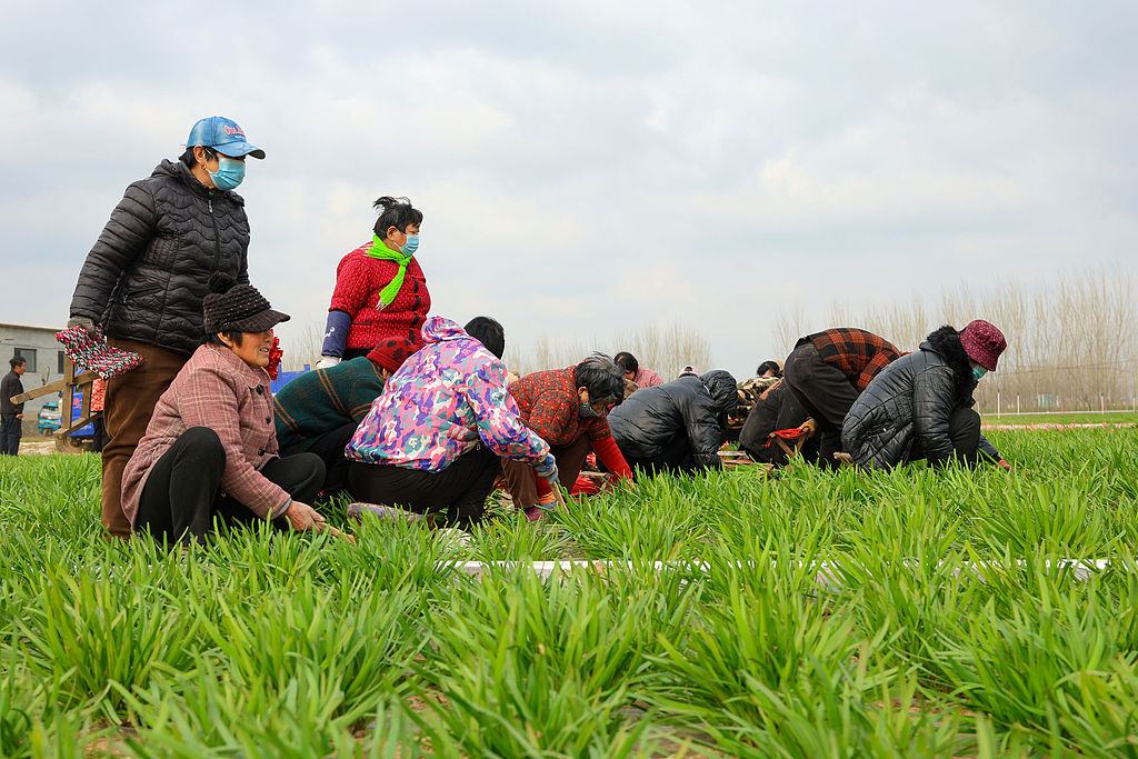 山东聊城：菜农们采收韭菜
