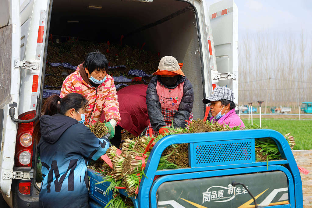 山东聊城：菜农们采收韭菜