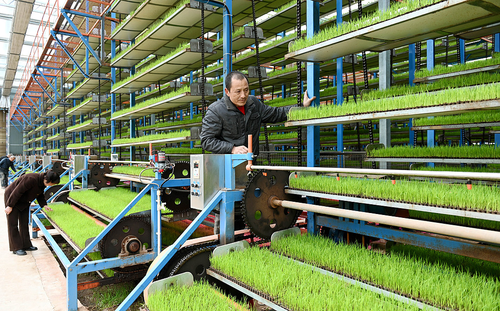 湖南邵阳：工作人员观察水稻秧苗长势