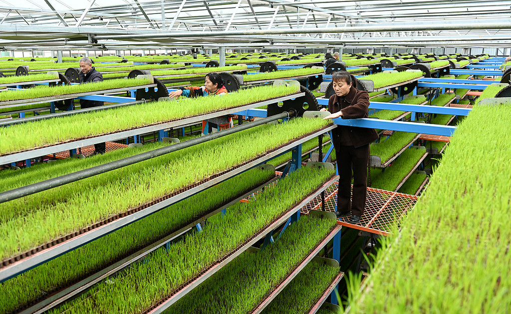 湖南邵阳：工作人员观察水稻秧苗长势