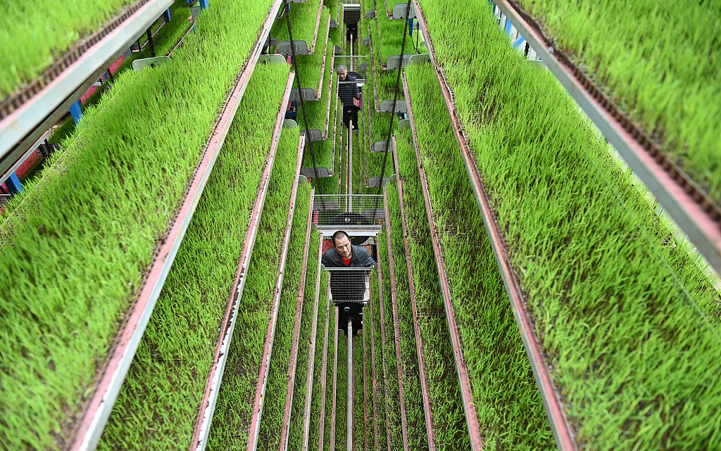 湖南邵阳：工作人员观察水稻秧苗长势