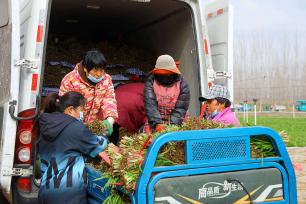 山东聊城：菜农们采收韭菜