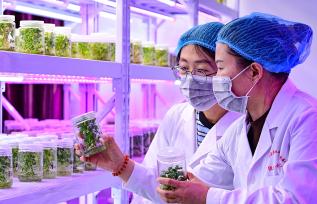 内蒙古乌兰察布：新品马铃薯助农增收